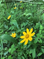 Coreopsis auriculata