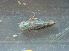 Graphocephala confluens