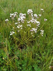 Triphysaria versicolor