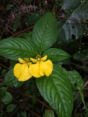 Impatiens oncidioides