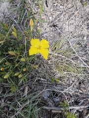 Calylophus
