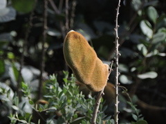 Fabrício Mil Homens Riella, CC BY, iNaturalist via GBIF Macropsychanthus violaceus, photograph Fabrício Mil Homens Riella, CC BY, iNaturalist via GBIF
