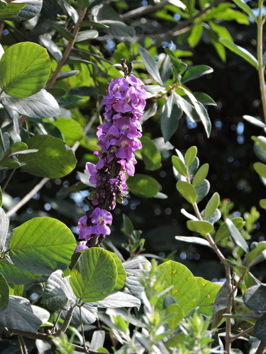 Macropsychanthus violaceus, photograph 3