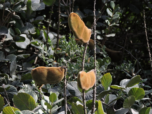 Macropsychanthus violaceus, photograph 4