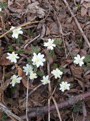 Anemonoides amurensis