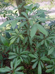 Machilus chekiangensis