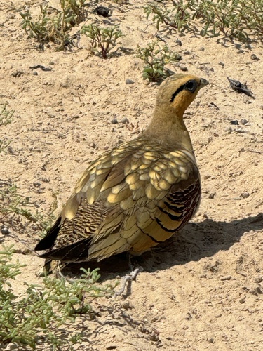 Ganga ibérica (Pterocles alchata)