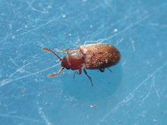Cryptophagidae