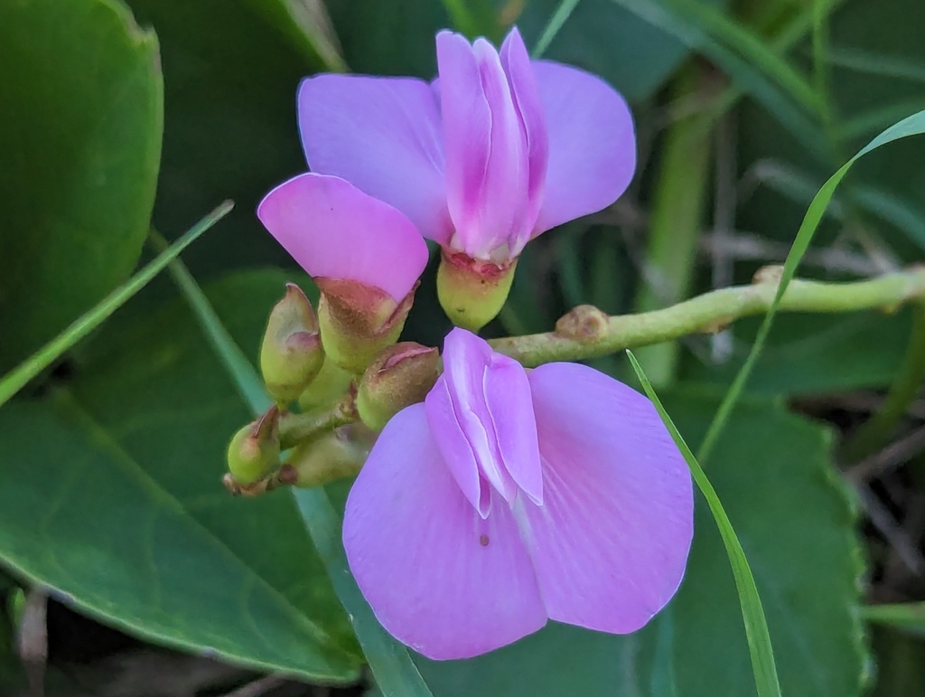 Beach Bean from Margate-Woody Point, Queensland, Australia on April 8 ...