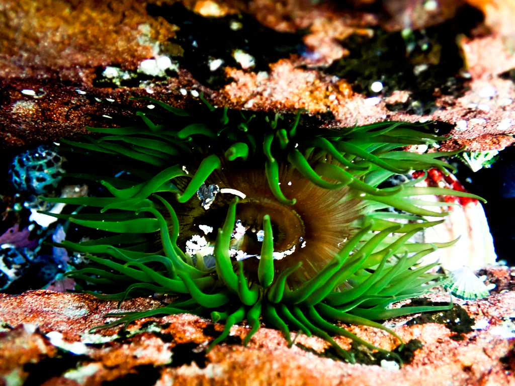 Snake Lock Breeding Green snakelock anemone from Bateau Bay Beach, NSW, Australia on April ...