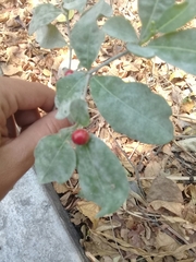 Rauvolfia tetraphylla
