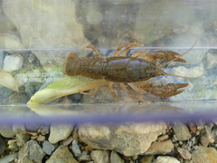 Cambarus bartonii bartonii