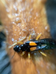 Carcinophora americana