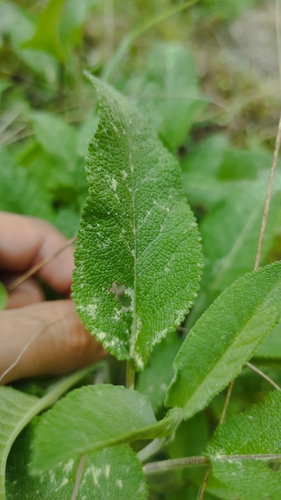 Balsamic Sage (Salvia tomentosa)