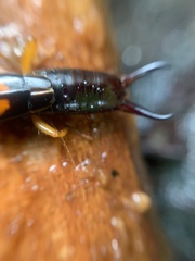 Carcinophora americana