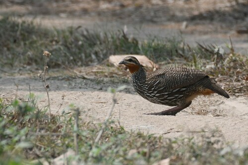 Swamp Francolin (Ortygornis gularis), photo 4