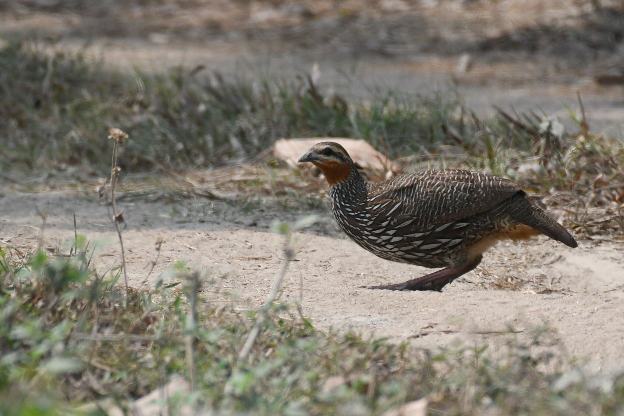 Swamp Francolin (Ortygornis gularis), photo 4