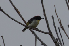 Myzomela jugularis