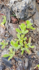 Acmispon brachycarpus
