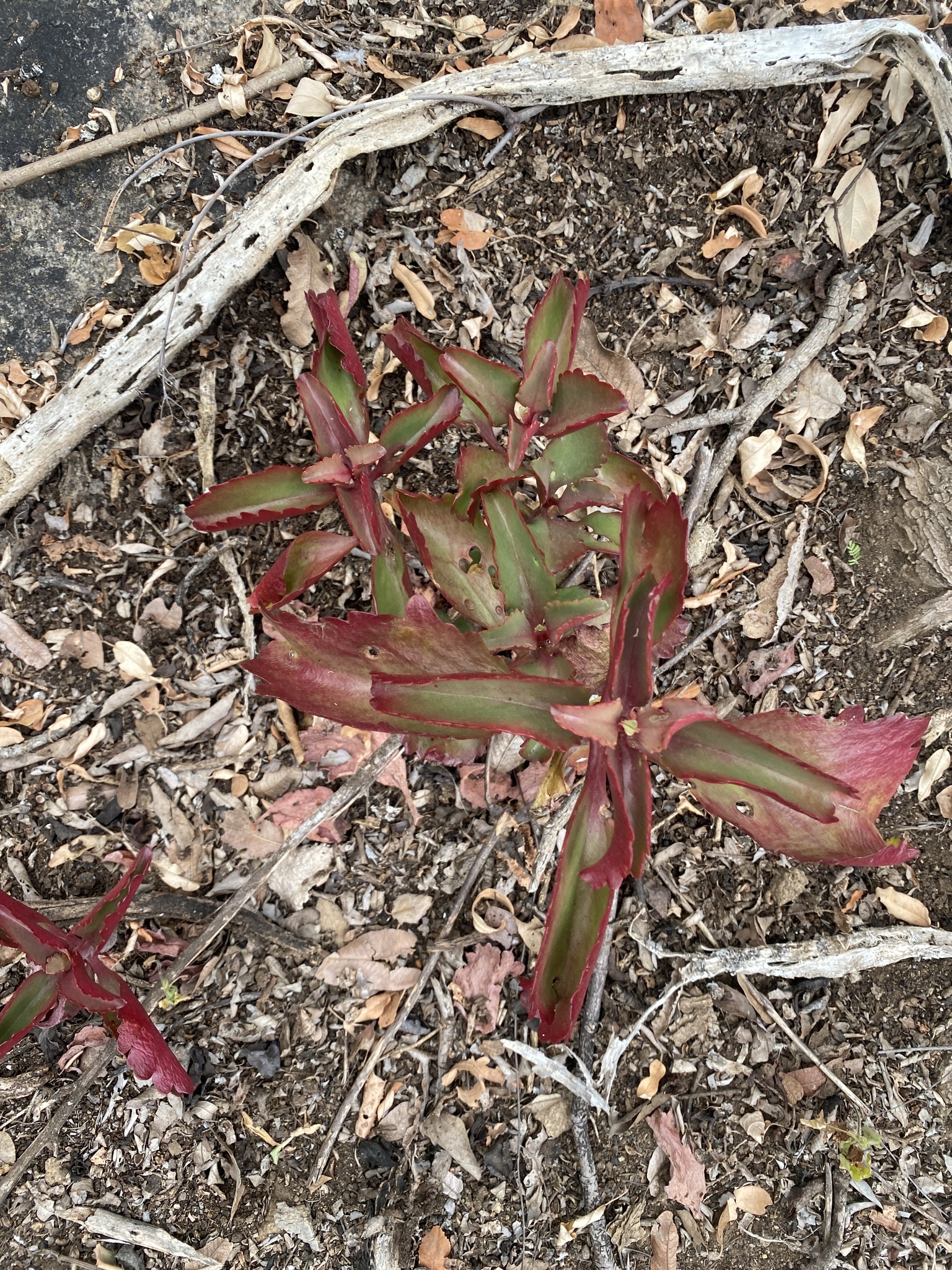 Kalanchoe sexangularis