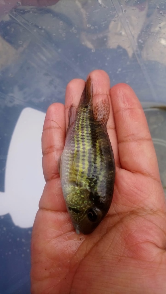 Bujurquina moriorum