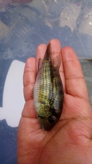 Bujurquina moriorum