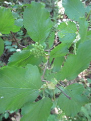 Viburnum ellipticum