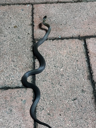 Golden-crowned Snake sighting