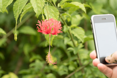 Hibiscus schizopetalus