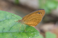 Ypthima sesara