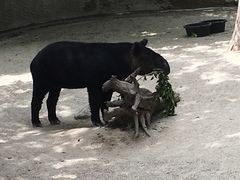 Tapirus pinchaque