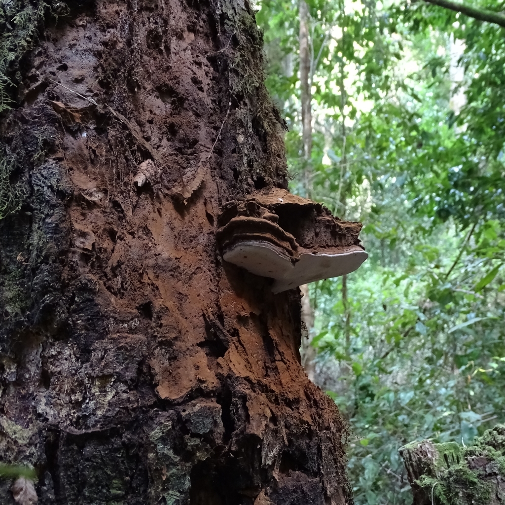 Ganoderma australe · April 2019 · photo: © cristianriquelme (iNaturalist, cc-by)