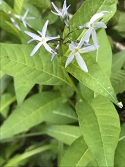 Amsonia tabernaemontana