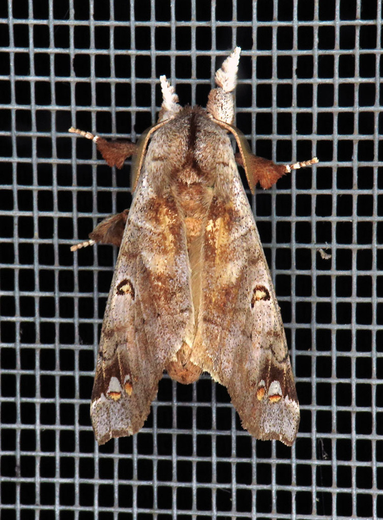 Pantelodes amazonica
