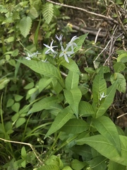 Amsonia tabernaemontana