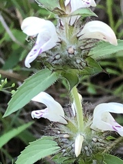 Monarda clinopodioides