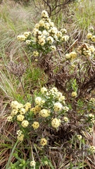 Baccharis subalata
