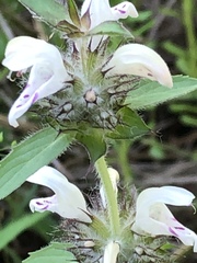 Monarda clinopodioides