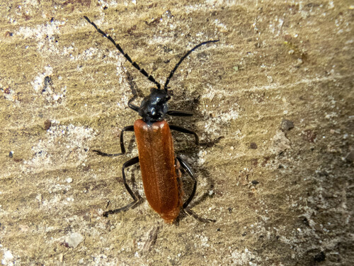 Cantharis palliata