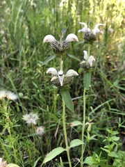 Monarda clinopodioides
