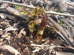 Filipendula camtschatica