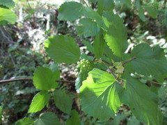 Viburnum ellipticum