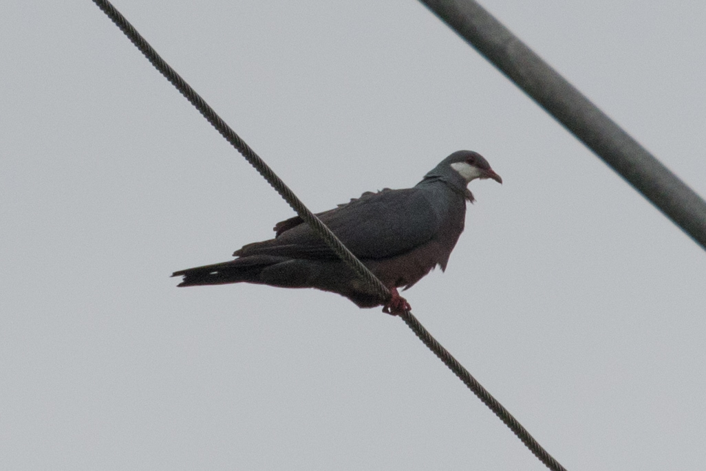 Metallic Pigeon