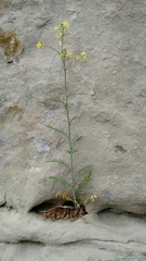 Sisymbrium altissimum