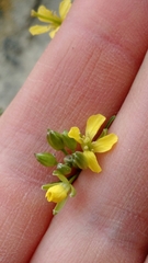 Sisymbrium altissimum
