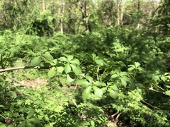 Eleutherococcus sieboldianus