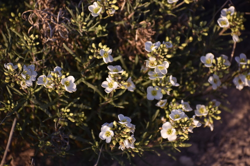 Image of Nerisyrenia linearifolia by no rights reserved