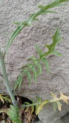 Sisymbrium altissimum