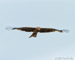 Milvus migrans lineatus