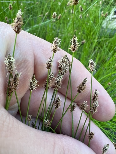 Limestone Spikerush (Eleocharis occulta)